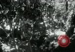 Image of Viet Cong digging trenches Vietnam, 1965, second 1 stock footage video 65675032687