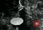 Image of Rural Vietnamese tapping rubber trees Vietnam, 1965, second 1 stock footage video 65675032688