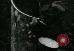 Image of Rural Vietnamese tapping rubber trees Vietnam, 1965, second 8 stock footage video 65675032688