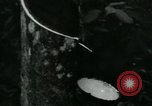 Image of Rural Vietnamese tapping rubber trees Vietnam, 1965, second 9 stock footage video 65675032688