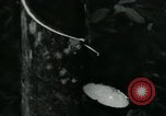 Image of Rural Vietnamese tapping rubber trees Vietnam, 1965, second 11 stock footage video 65675032688