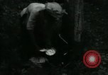 Image of Rural Vietnamese tapping rubber trees Vietnam, 1965, second 18 stock footage video 65675032688