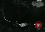 Image of Rural Vietnamese tapping rubber trees Vietnam, 1965, second 26 stock footage video 65675032688