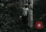 Image of Rural Vietnamese tapping rubber trees Vietnam, 1965, second 27 stock footage video 65675032688