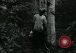 Image of Rural Vietnamese tapping rubber trees Vietnam, 1965, second 28 stock footage video 65675032688