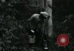 Image of Rural Vietnamese tapping rubber trees Vietnam, 1965, second 29 stock footage video 65675032688