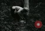 Image of Rural Vietnamese tapping rubber trees Vietnam, 1965, second 30 stock footage video 65675032688