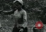 Image of Rural Vietnamese tapping rubber trees Vietnam, 1965, second 37 stock footage video 65675032688