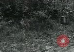 Image of Rural Vietnamese tapping rubber trees Vietnam, 1965, second 40 stock footage video 65675032688