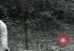 Image of Rural Vietnamese tapping rubber trees Vietnam, 1965, second 43 stock footage video 65675032688