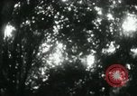 Image of Rural Vietnamese tapping rubber trees Vietnam, 1965, second 46 stock footage video 65675032688