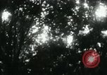 Image of Rural Vietnamese tapping rubber trees Vietnam, 1965, second 47 stock footage video 65675032688