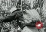 Immagine di Il Viet Cong spostando le forniture nelle giungle sulle biciclette Il Vietnam, 1967, secondo 22 filmato di repertorio 65675032692