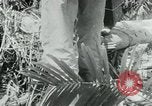 Immagine di Il Viet Cong spostando le forniture nelle giungle sulle biciclette Il Vietnam, 1967, secondo 25 filmato di repertorio 65675032692
