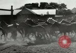 Standbild Roundup der wilden Pferde United States USA, 1943, aus Sekunde 7 historischem Filmmaterial Videoclip 65675032777