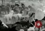 Standbild Roundup der wilden Pferde United States USA, 1943, aus Sekunde 10 historischem Filmmaterial Videoclip 65675032777