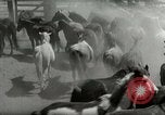 Standbild Roundup der wilden Pferde United States USA, 1943, aus Sekunde 11 historischem Filmmaterial Videoclip 65675032777