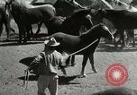 Standbild Roundup der wilden Pferde United States USA, 1943, aus Sekunde 23 historischem Filmmaterial Videoclip 65675032777