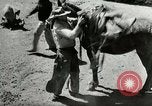 Standbild Roundup der wilden Pferde United States USA, 1943, aus Sekunde 24 historischem Filmmaterial Videoclip 65675032777