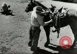 Standbild Roundup der wilden Pferde United States USA, 1943, aus Sekunde 27 historischem Filmmaterial Videoclip 65675032777