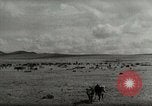 Standbild Roundup der wilden Pferde United States USA, 1943, aus Sekunde 40 historischem Filmmaterial Videoclip 65675032777