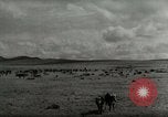 Standbild Roundup der wilden Pferde United States USA, 1943, aus Sekunde 41 historischem Filmmaterial Videoclip 65675032777