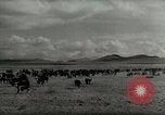 Standbild Roundup der wilden Pferde United States USA, 1943, aus Sekunde 43 historischem Filmmaterial Videoclip 65675032777
