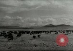 Standbild Roundup der wilden Pferde United States USA, 1943, aus Sekunde 44 historischem Filmmaterial Videoclip 65675032777