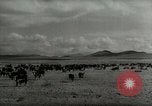 Standbild Roundup der wilden Pferde United States USA, 1943, aus Sekunde 45 historischem Filmmaterial Videoclip 65675032777