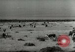 Standbild Roundup der wilden Pferde United States USA, 1943, aus Sekunde 59 historischem Filmmaterial Videoclip 65675032777