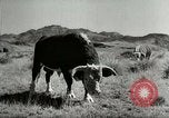 Standbild Roundup der wilden Pferde United States USA, 1943, aus Sekunde 60 historischem Filmmaterial Videoclip 65675032777