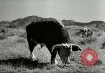 Standbild Roundup der wilden Pferde United States USA, 1943, aus Sekunde 61 historischem Filmmaterial Videoclip 65675032777