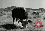 Standbild Roundup der wilden Pferde United States USA, 1943, aus Sekunde 62 historischem Filmmaterial Videoclip 65675032777