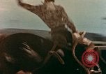 Standbild Rodeo United States USA, 1958, aus Sekunde 20 historischem Filmmaterial Videoclip 65675032784
