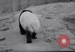 Image of giant panda United Kingdom, 1966, second 6 stock footage video 65675032843