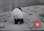 Image of giant panda United Kingdom, 1966, second 7 stock footage video 65675032843