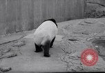 Image of giant panda United Kingdom, 1966, second 8 stock footage video 65675032843