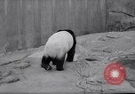 Image of giant panda United Kingdom, 1966, second 9 stock footage video 65675032843