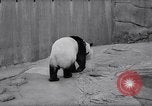 Image of giant panda United Kingdom, 1966, second 10 stock footage video 65675032843