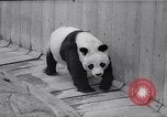 Image of giant panda United Kingdom, 1966, second 11 stock footage video 65675032843