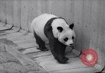 Image of giant panda United Kingdom, 1966, second 12 stock footage video 65675032843