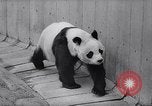 Image of giant panda United Kingdom, 1966, second 13 stock footage video 65675032843