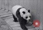Image of giant panda United Kingdom, 1966, second 14 stock footage video 65675032843