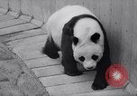 Image of giant panda United Kingdom, 1966, second 15 stock footage video 65675032843