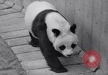 Image of giant panda United Kingdom, 1966, second 16 stock footage video 65675032843