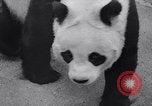 Image of giant panda United Kingdom, 1966, second 17 stock footage video 65675032843