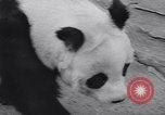 Image of giant panda United Kingdom, 1966, second 18 stock footage video 65675032843