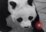 Image of giant panda United Kingdom, 1966, second 19 stock footage video 65675032843