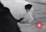Image of giant panda United Kingdom, 1966, second 20 stock footage video 65675032843