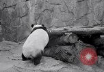 Image of giant panda United Kingdom, 1966, second 21 stock footage video 65675032843